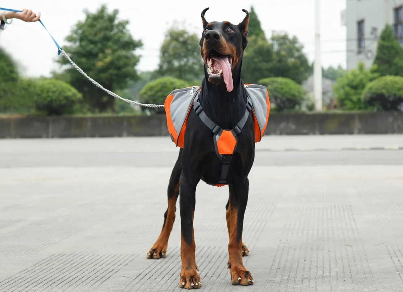 Portable Dog Training