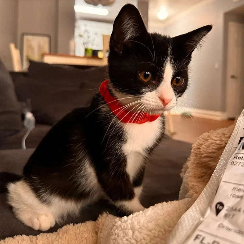 Stylish Adjustable Cat Collar with Bowknot Engraveable Pet Safety Feature for Choking Prevention Comfortable Fit for Cats